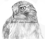 B&W drawing of Blaze: Red-tailed Hawk Mascot of the Audubon Society