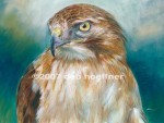 Portrait of Red-tailed Hawk in full color, watercolor and pastel in distinctive soft realism style.